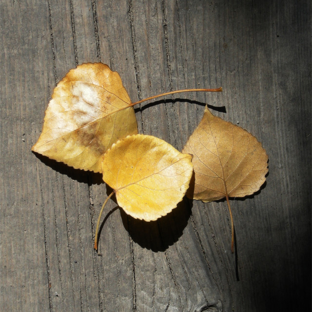 "Poplar Leaves on Wood" stock image