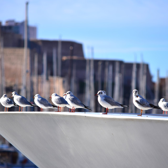 "The front line" by Amit Mendelsohn - £50.00 "The front line" stock image