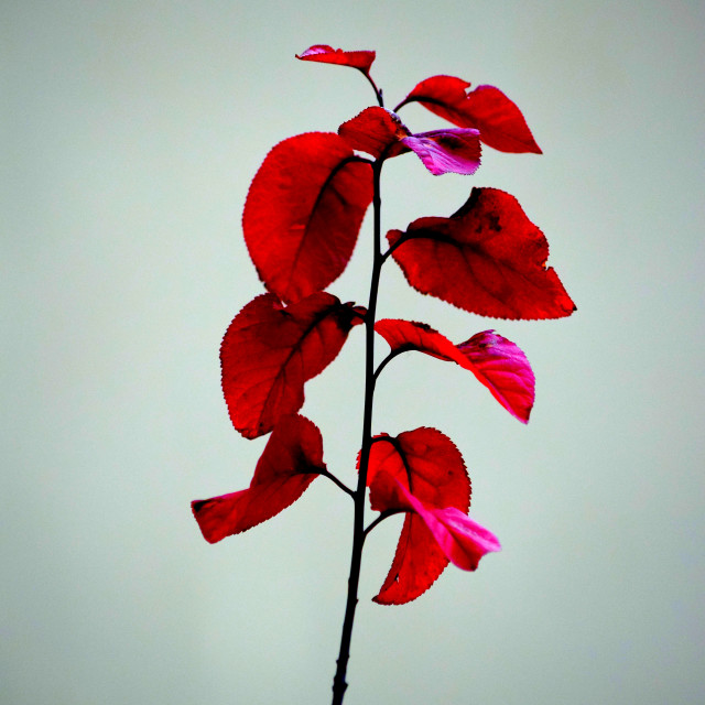 "Gentle red" by Amit Mendelsohn - £50.00 "Gentle red" stock image