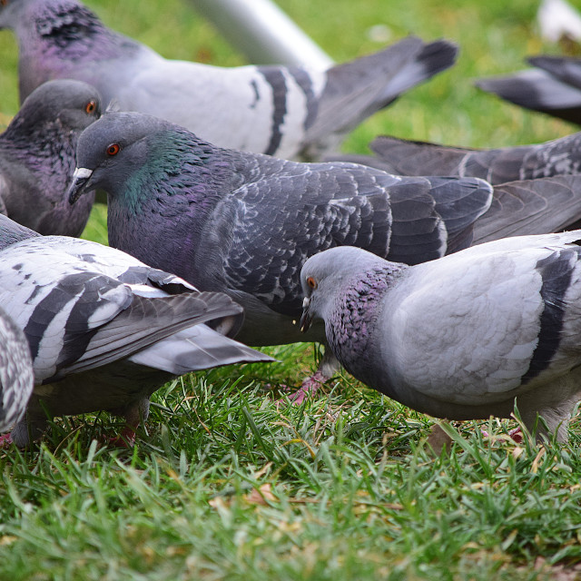 "Pigeons in the grass" by Amit Mendelsohn - £50.00 "Pigeons in the grass" stock image