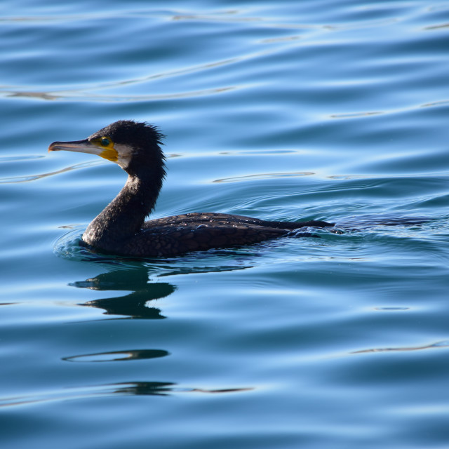 "Cormorant swimming" by Amit Mendelsohn - £50.00 "Cormorant swimming" stock image