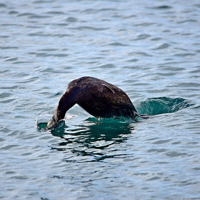 "The cormorant diving" by Amit Mendelsohn - £50.00 "The cormorant diving" stock image