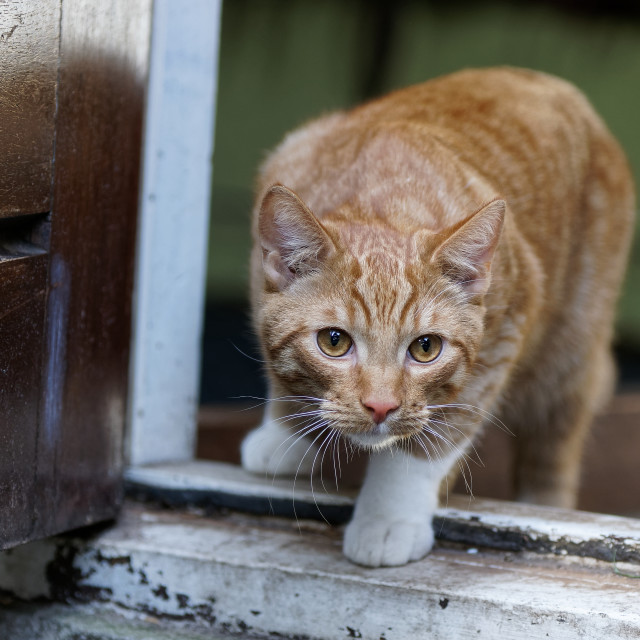 "First time outside" stock image