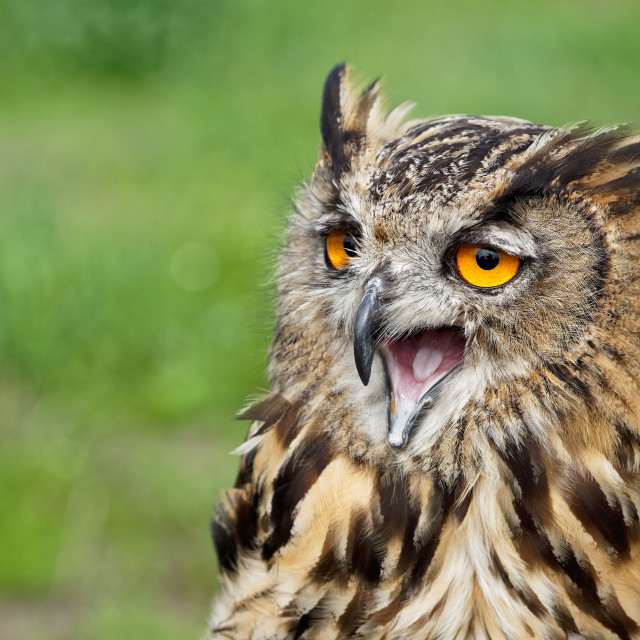 "Eagle Owl" stock image