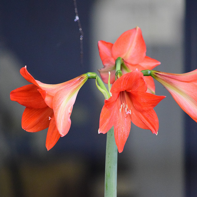 "A red flower" by Amit Mendelsohn - £50.00 "A red flower" stock image