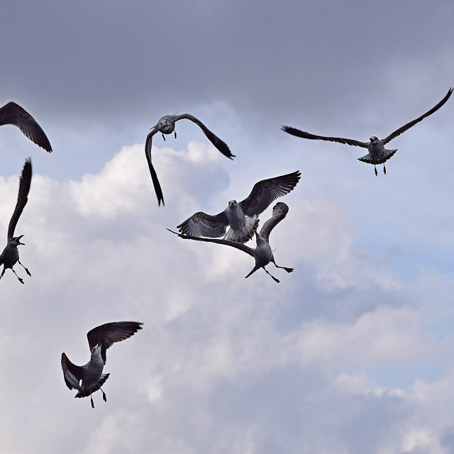 "strange landing" by Amit Mendelsohn - £50.00 "strange landing" stock image