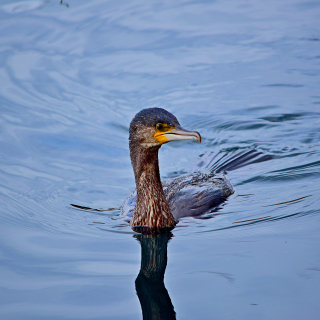 "The cormorant" by Amit Mendelsohn - £50.00 "The cormorant" stock image