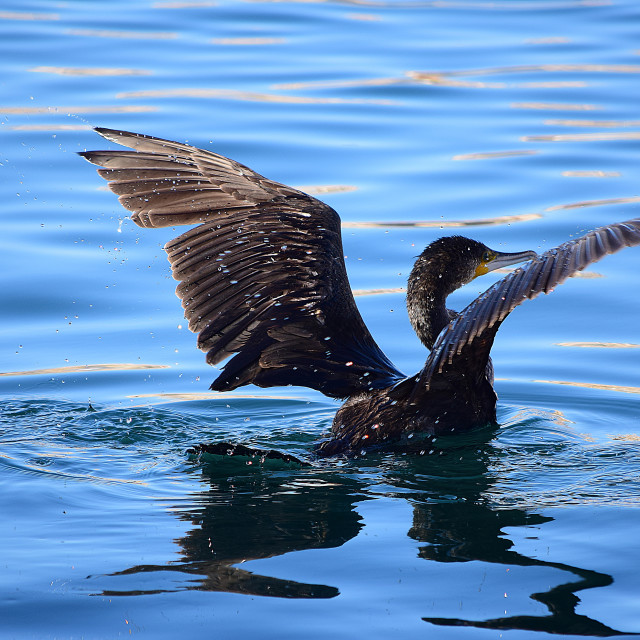 "Taking off" by Amit Mendelsohn - £50.00 "Taking off" stock image