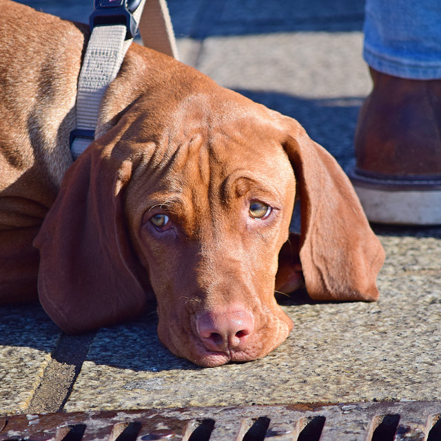 "A dog disappointed" by Amit Mendelsohn - £50.00 "A dog disappointed" stock image