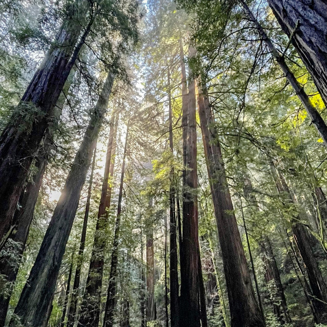 "Coastal Redwood trees" by Melissa Minnella - £15.00 "Coastal Redwood trees" stock image