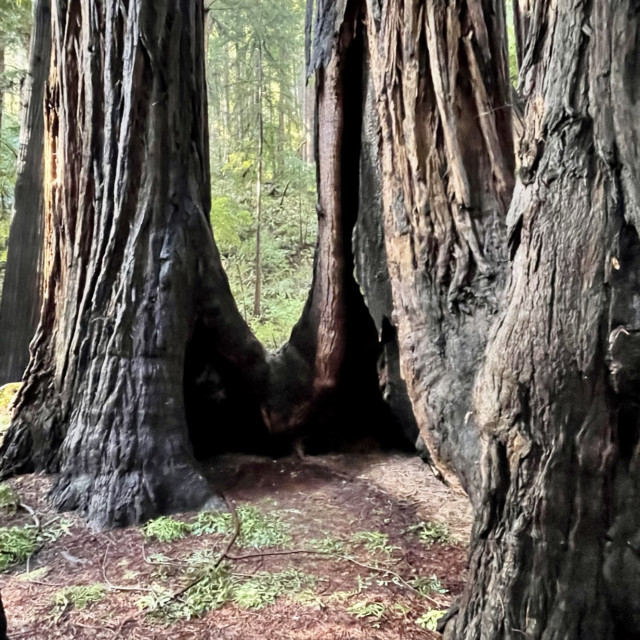 "Redwoods near San Francisco" by Melissa Minnella - £15.00 "Redwoods near San Francisco" stock image