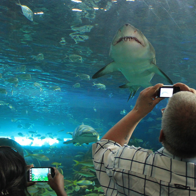 "Sharks & Cellphones" stock image