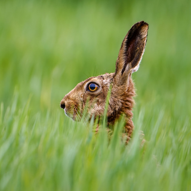 "Hare in long grass." stock image