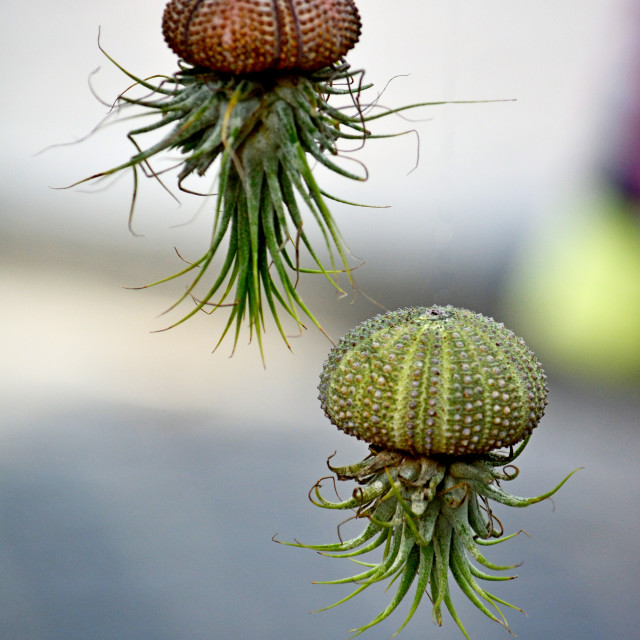 "A waterless plant" by Amit Mendelsohn - £50.00 "A waterless plant" stock image