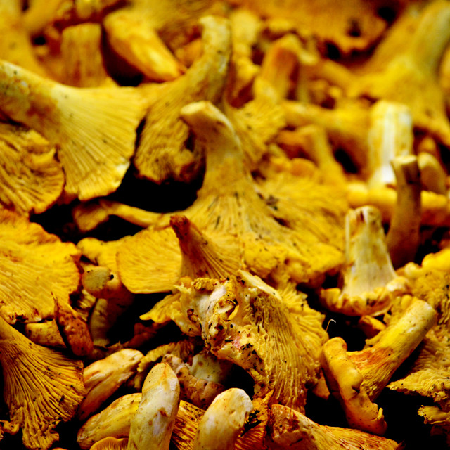 "Girolle Mushrooms" by Amit Mendelsohn - £50.00 "Girolle Mushrooms" stock image