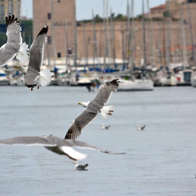 "Seagulls in an air fight" by Amit Mendelsohn - £50.00 "Seagulls in an air fight" stock image