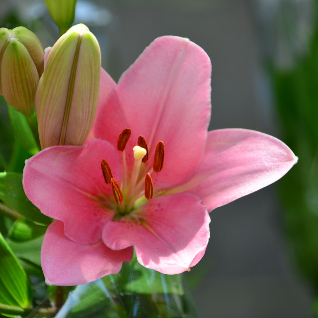 "A flower" by Amit Mendelsohn - £50.00 "A flower" stock image