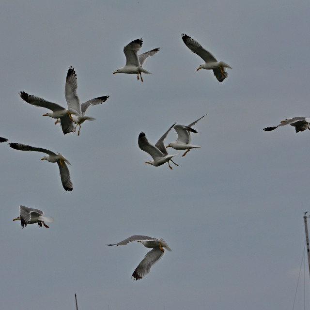 "Seagulls in the sky" by Amit Mendelsohn - £50.00 "Seagulls in the sky" stock image