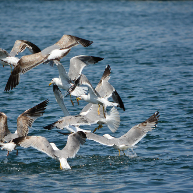 "Seagull wars" by Amit Mendelsohn - £50.00 "Seagull wars" stock image