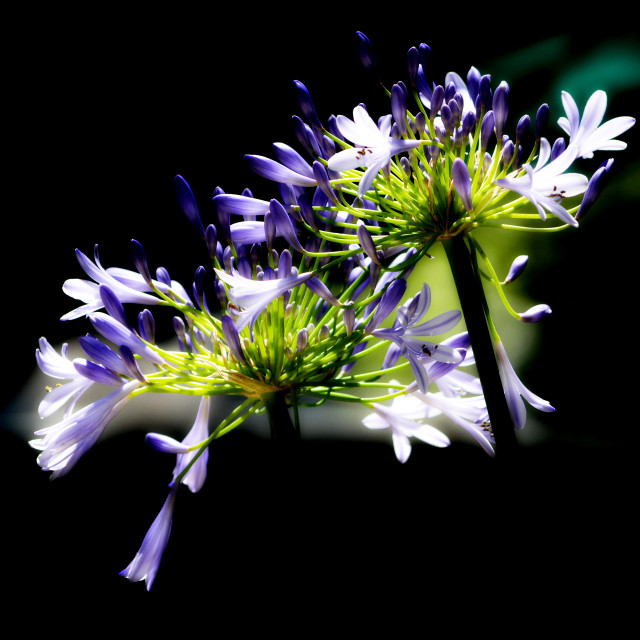 "Violet flowers" by Amit Mendelsohn - £50.00 "Violet flowers" stock image