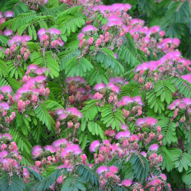 "A tree with a blossoming pink flowers" stock image