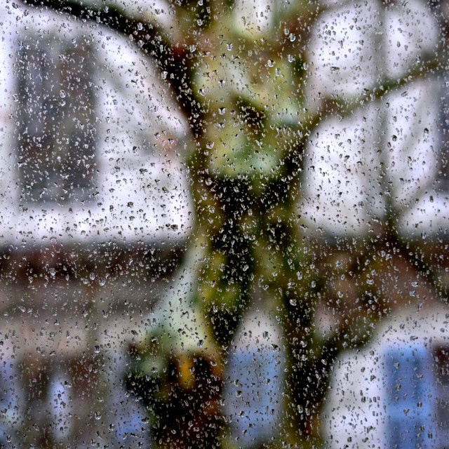 "A tree behind a wet glass" by Amit Mendelsohn - £50.00 "A tree behind a wet glass" stock image