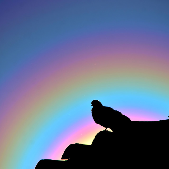"A pigeon under a sun with hallo" by Amit Mendelsohn - £50.00 "A pigeon under a sun with hallo" stock image