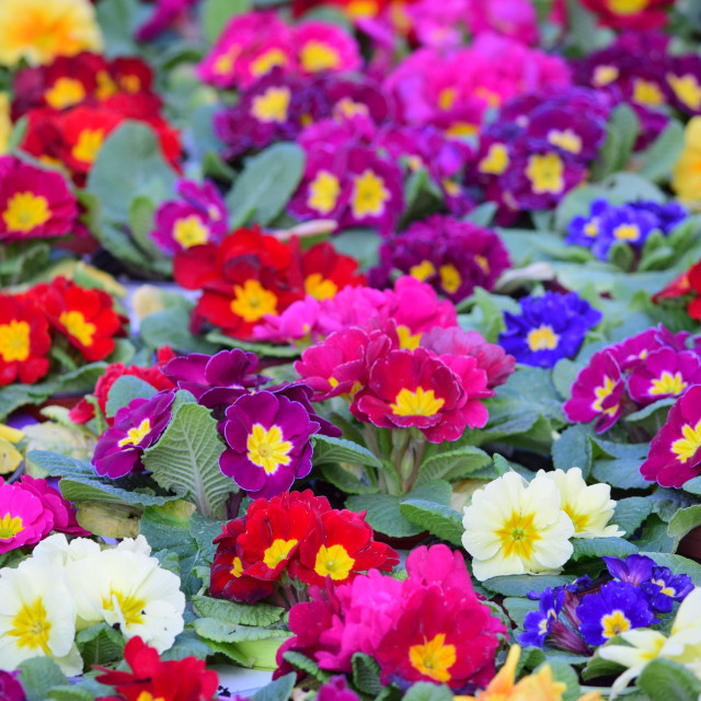 "All the colours" by Amit Mendelsohn - £50.00 "All the colours" stock image