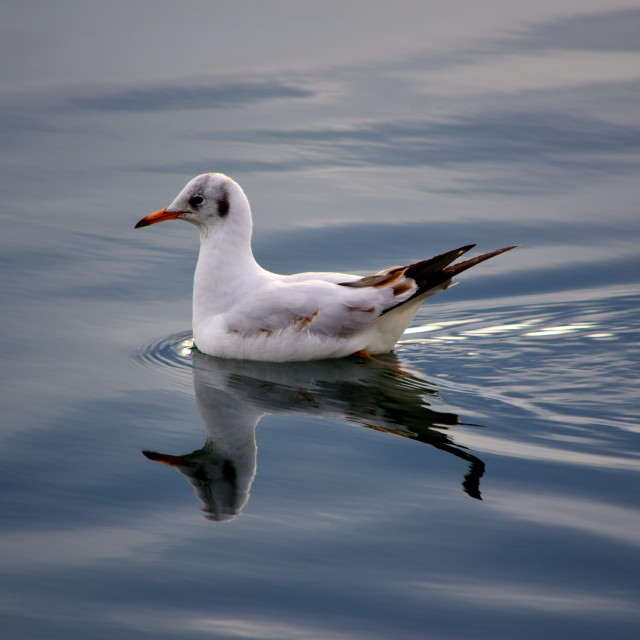 "Little gull resting" stock image