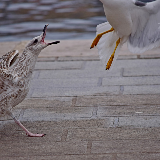 "Go away !" stock image