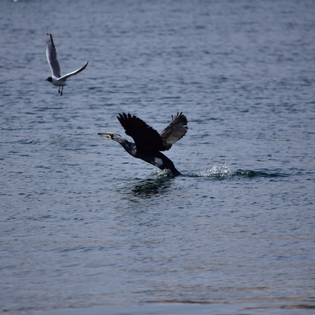 "Cormorant takes off" stock image