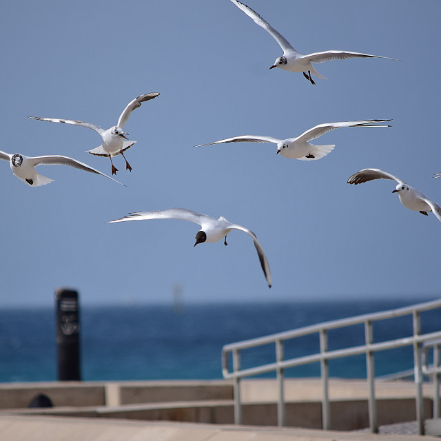 "little gulls landing on the beach" stock image