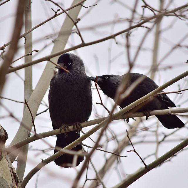 "A couple of Jackdaws" stock image