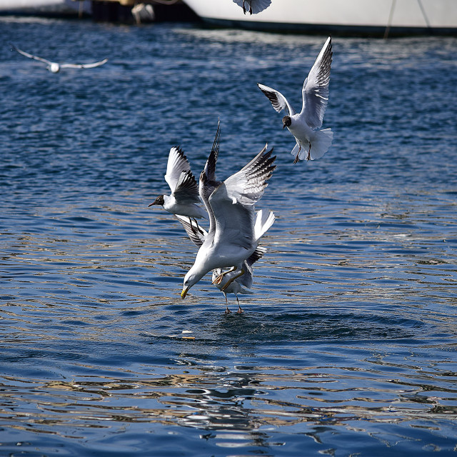 "seagull diving" stock image