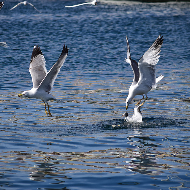 "Seagull diving" by Amit Mendelsohn - £50.00 "Seagull diving" stock image