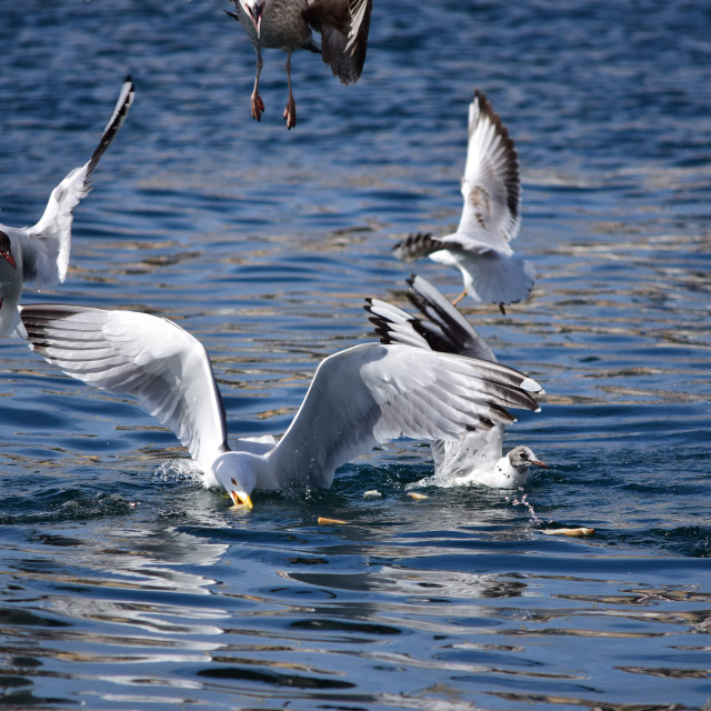 "Got it !" by Amit Mendelsohn - £50.00 "Got it !" stock image