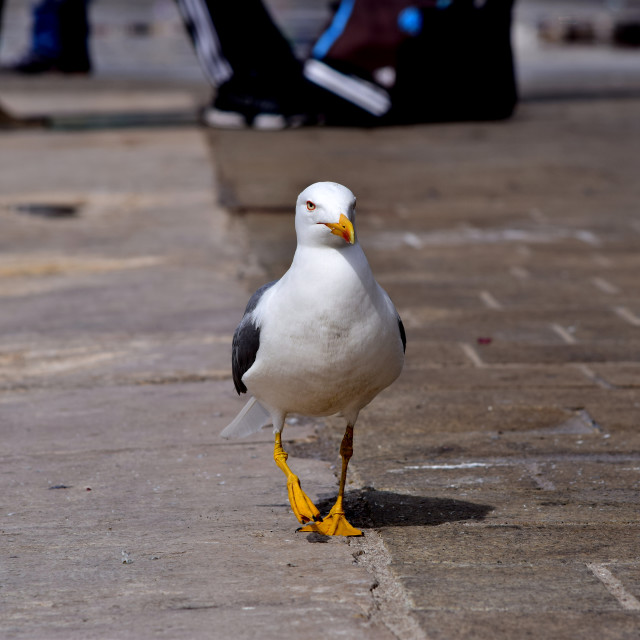 "A beautiful seagull" stock image