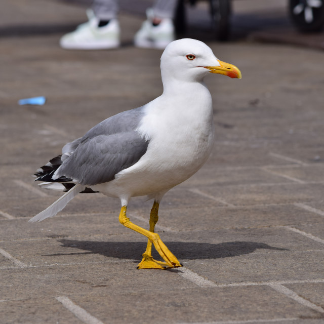 "Seagull strolling" stock image