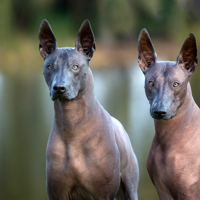 Xoloitzcuintle, an album by Diana Andersen - digital downloads, framed ...