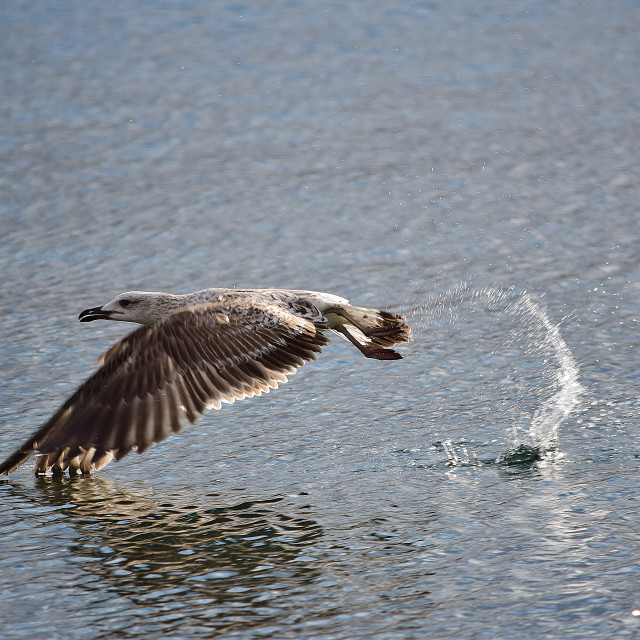 "A seagull flying low" stock image