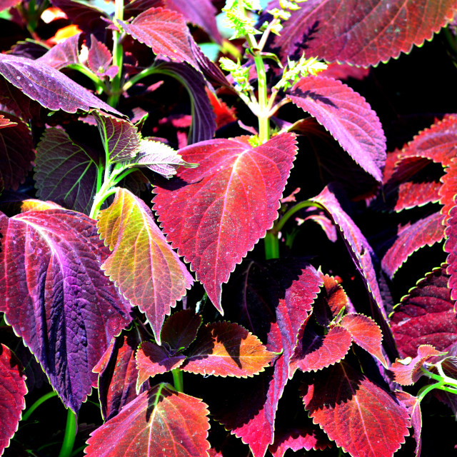 "Red leaves" by Amit Mendelsohn - £50.00 "Red leaves" stock image