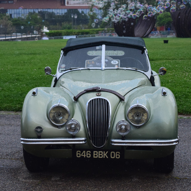 "Jaguar" by Amit Mendelsohn - £50.00 "Jaguar" stock image