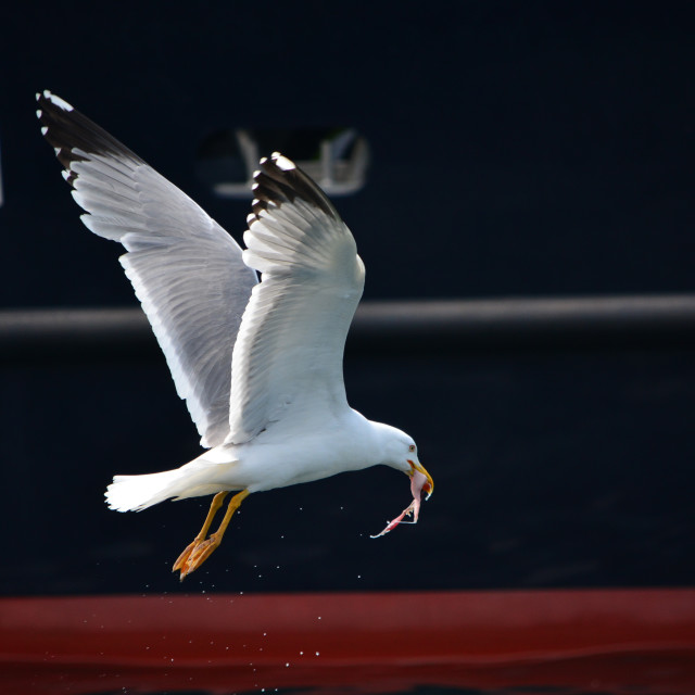 "A seagull escapes with it's food" by Amit Mendelsohn - £50.00 "A seagull escapes with it's food" stock image