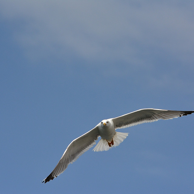 "A seagull high" stock image