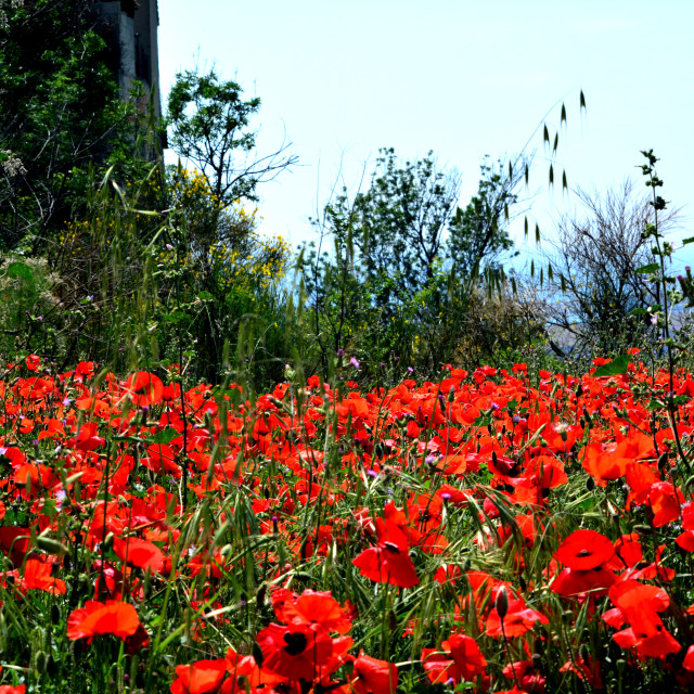 "a field of anemone" stock image