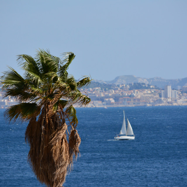 "A palm tree above the sea" stock image