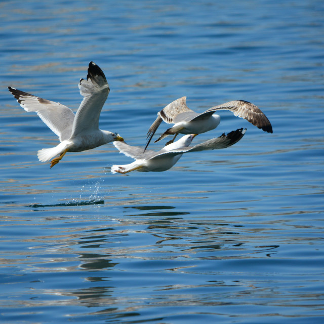 "seagulls in a battle" by Amit Mendelsohn - £50.00 "seagulls in a battle" stock image