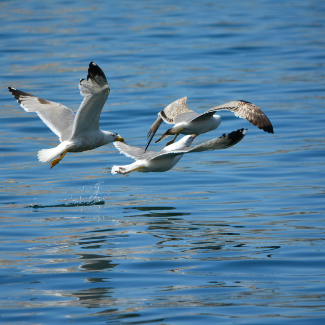 "seagulls in a battle" stock image