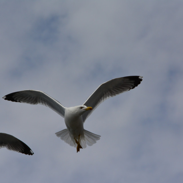 "Seagull looking for something" stock image