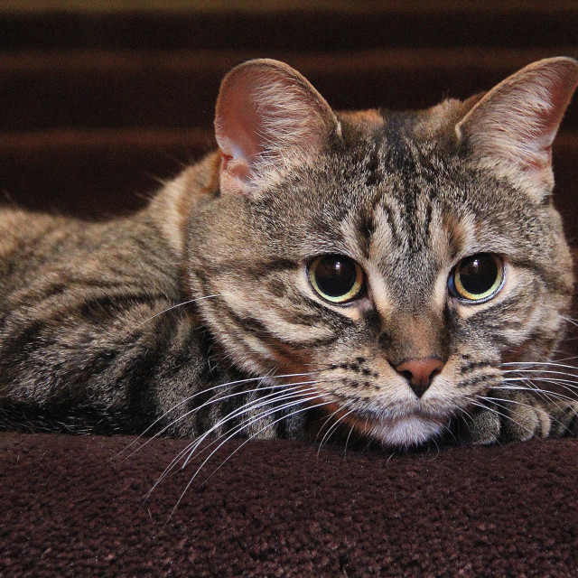 "Cat watching from the stairs" by TGM Reynolds - £10.00 "Cat watching from the stairs" stock image